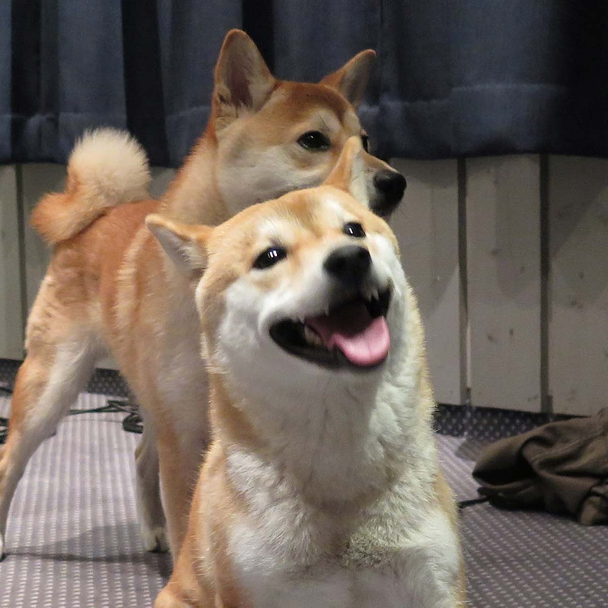 Norsonant - Shiba Dog Sample Packs Software GUI Artwork